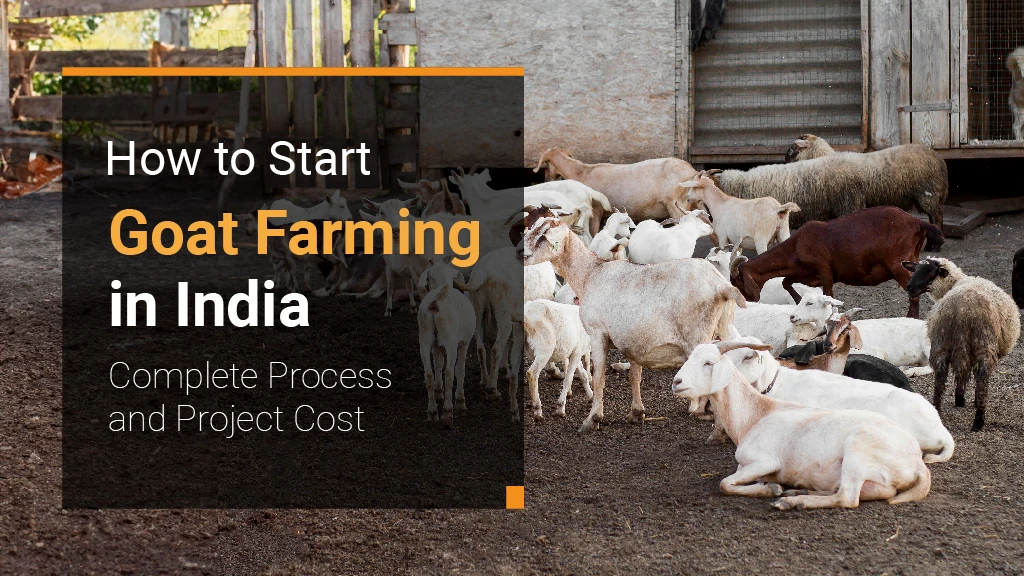 How to Start Goat Farming in India: Complete Process and Project Cost