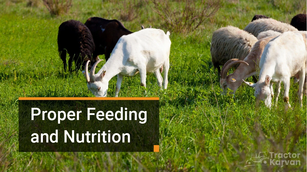 Goat Farming Process - Proper Feeding and Nutrition