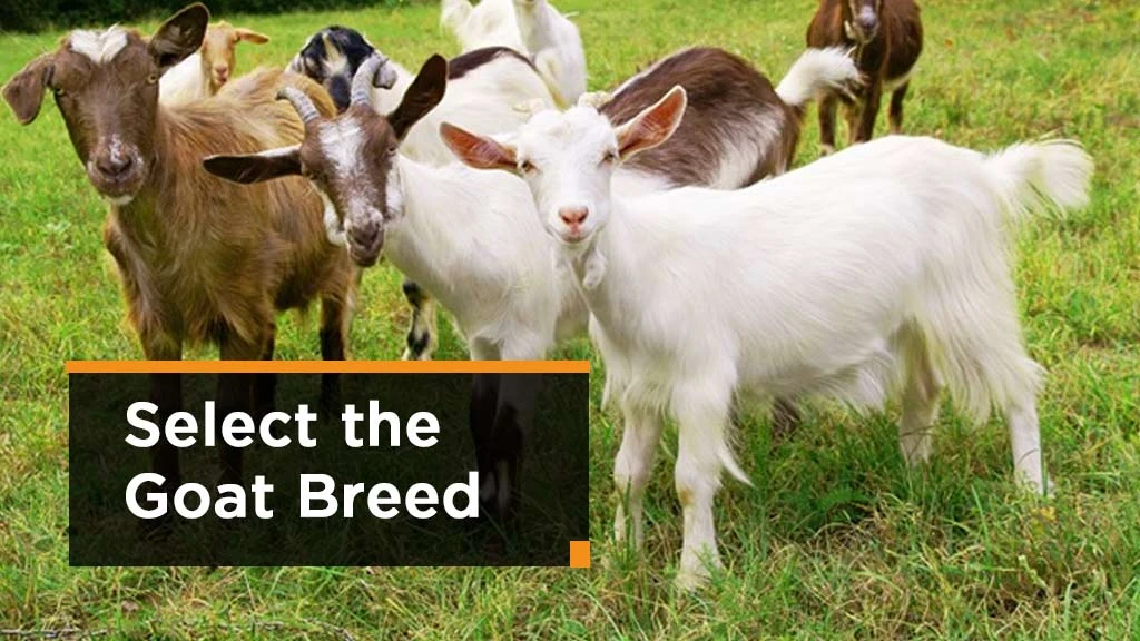 Goat Farming Process - Select the Goat Breed