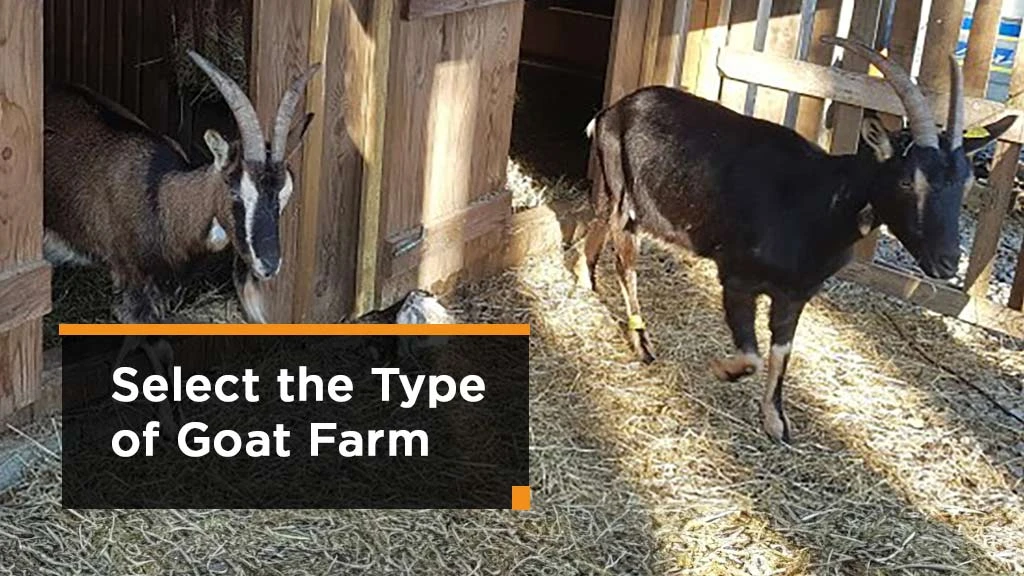 Goat Farming Process - Select goat Breed