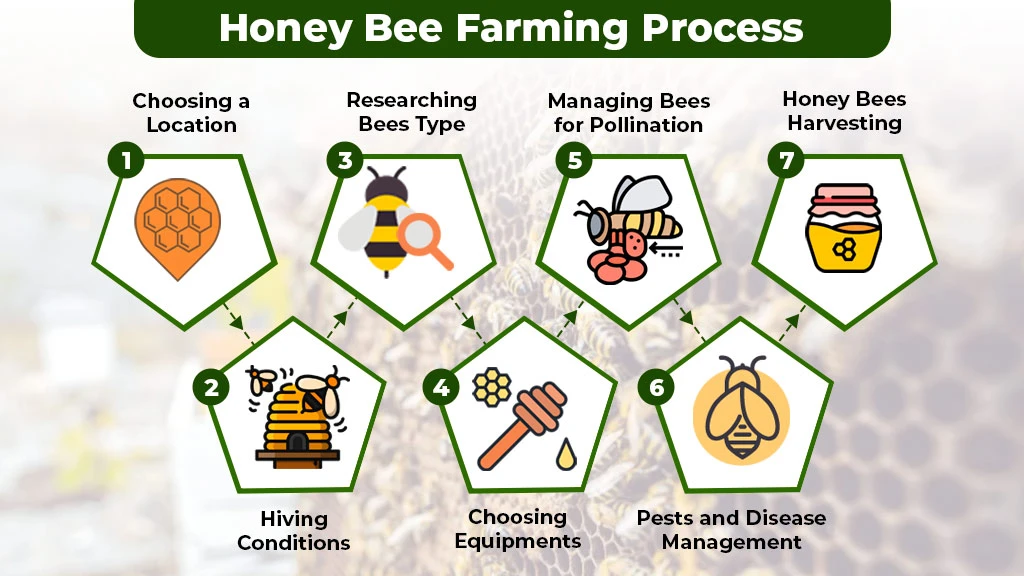 Step-by-step honey bee farming process
