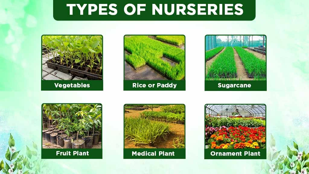 Types of Nuseries in India