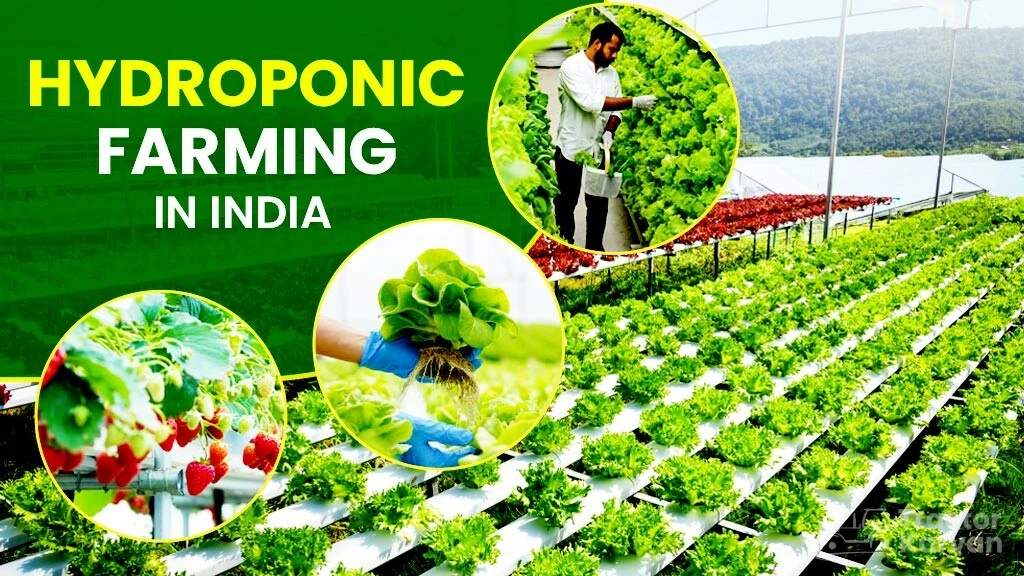 Hydroponic Farming in India: Meaning, Method and Importance