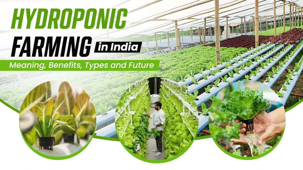 Hydroponic Farming: Meaning, Benefits, Types and Future in India
