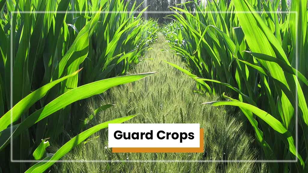 Types of Intercropping - Guard Crops