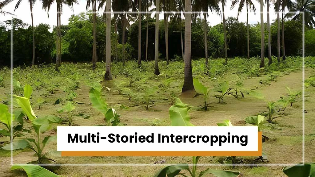 Types of Intercropping - Multi-Storied Intercropping