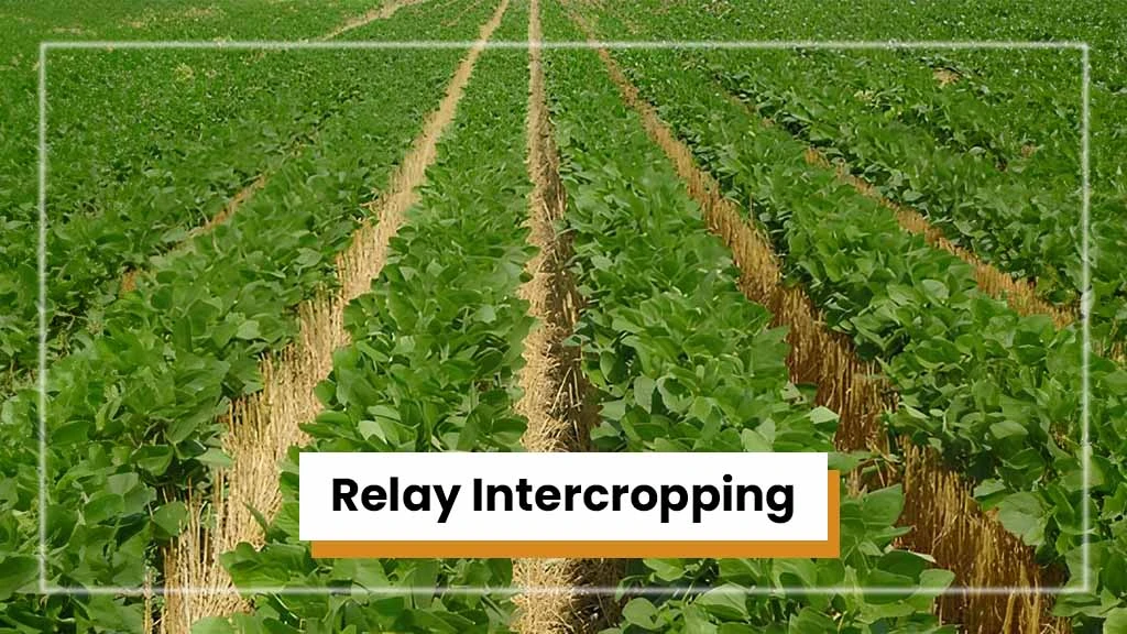 Types of Intercropping - Relay Intercropping