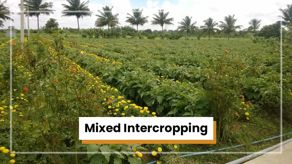 Types of Intercropping - Mixed Intercropping