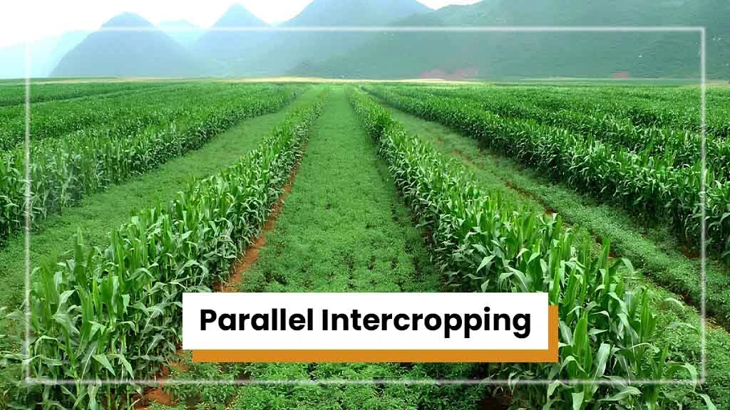 Types of Intercropping - Parallel Intercropping