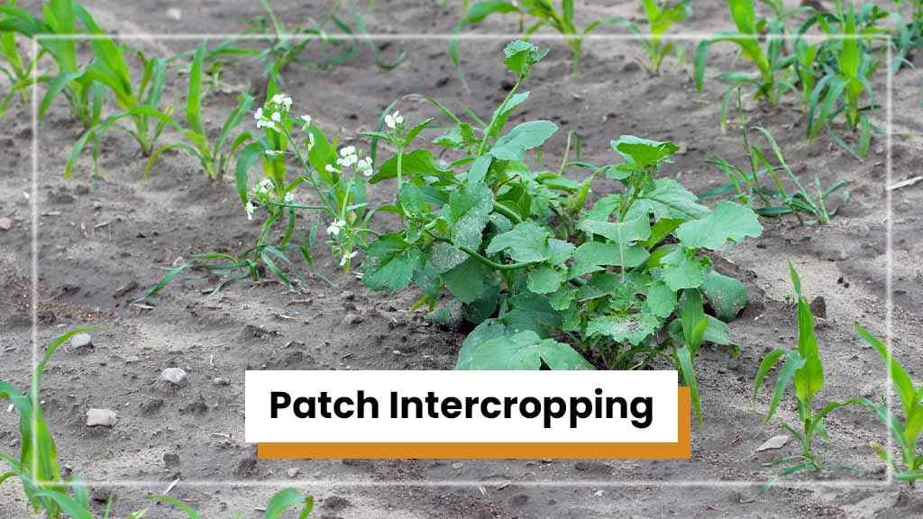 Types of Intercropping - Patch Intercropping