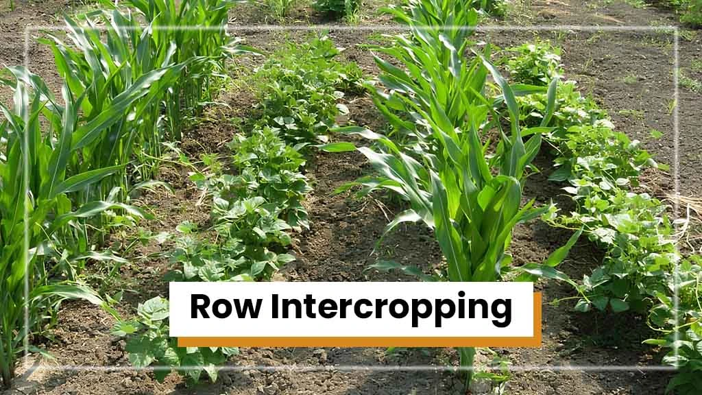 Types of Intercropping - Row Intercropping