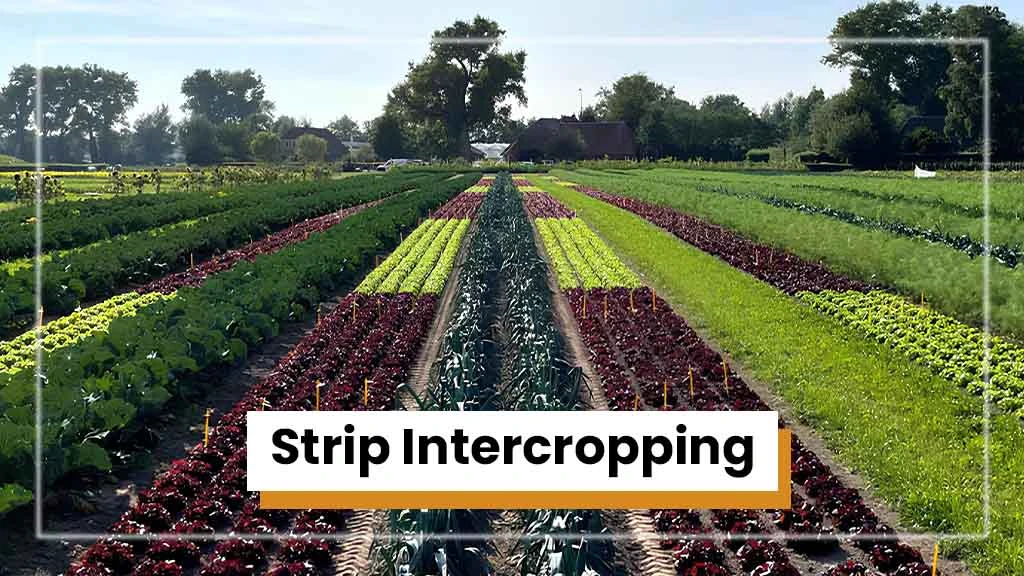 Types of Intercropping - Strip Intercropping