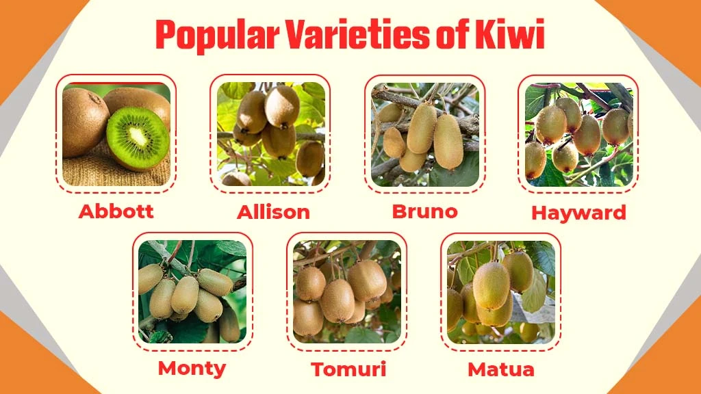 Popular-Varieties-of-Kiwi-Cultivated-in-India