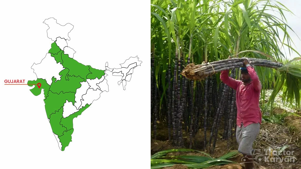Top Sugarcane States - Gujarat