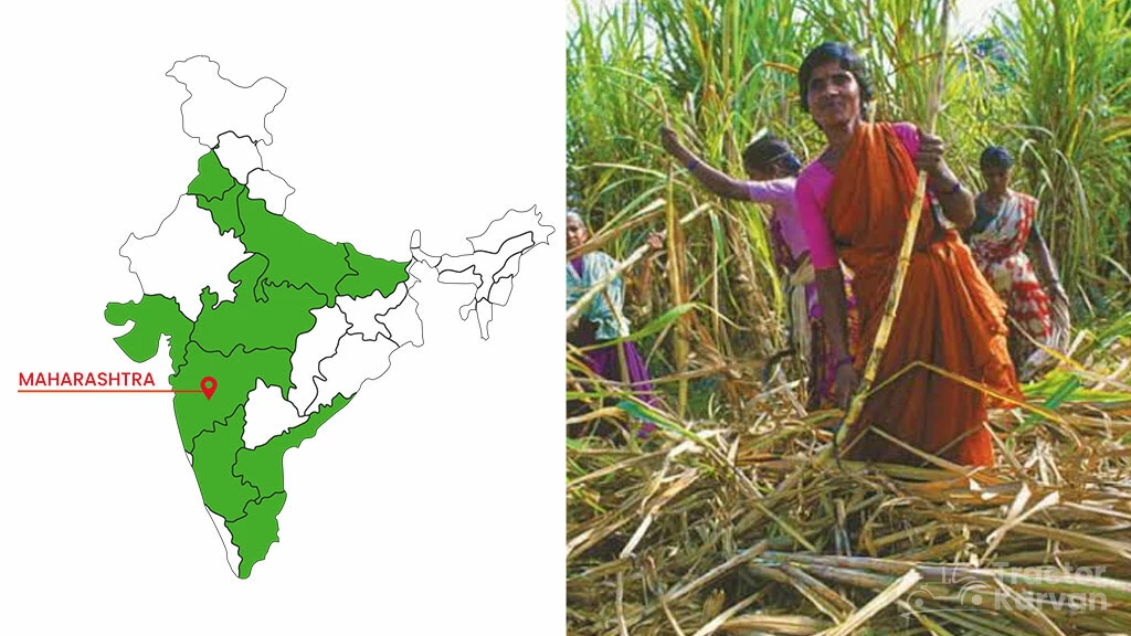 Top Sugarcane States - Maharashtra