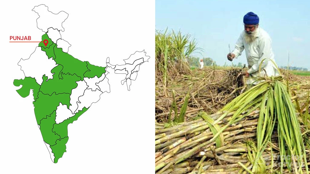 Top Sugarcane States - Madhya Pradesh