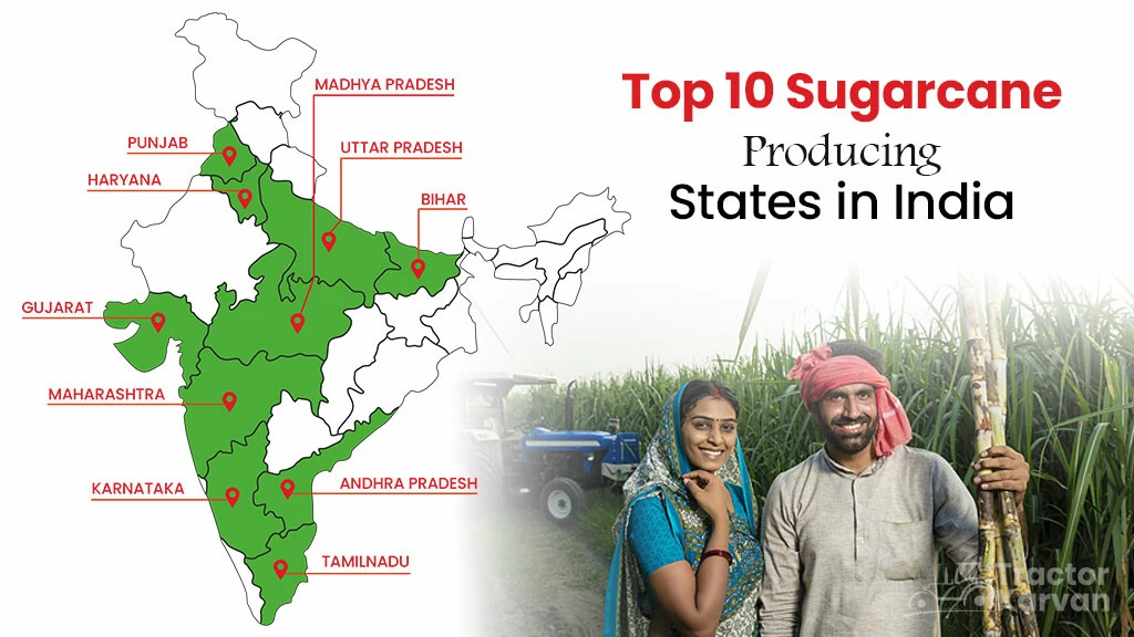 Top 10 Sugarcane Producing States in India in 2024