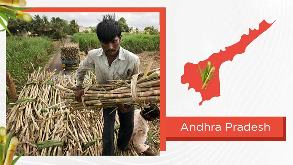 Top Sugarcane States - Andhra Pradesh