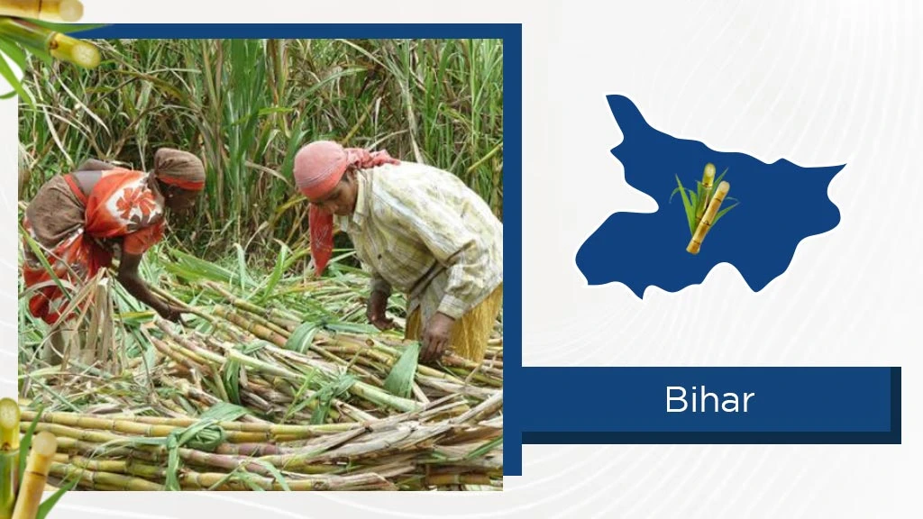 Top Sugarcane States - Bihar