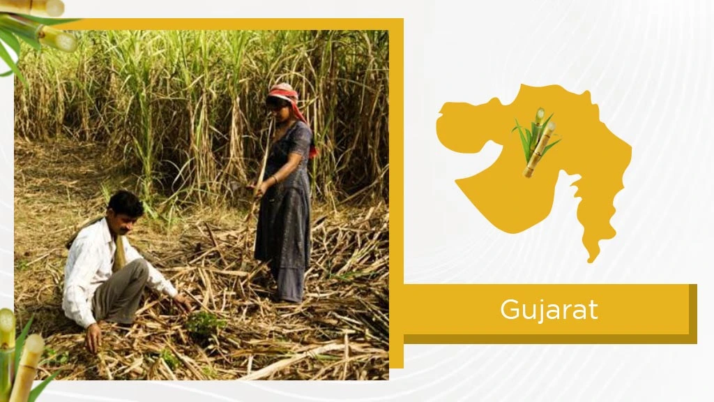 Top Sugarcane States - Gujarat