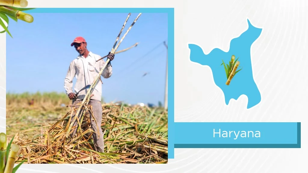 Top Sugarcane States - Haryana