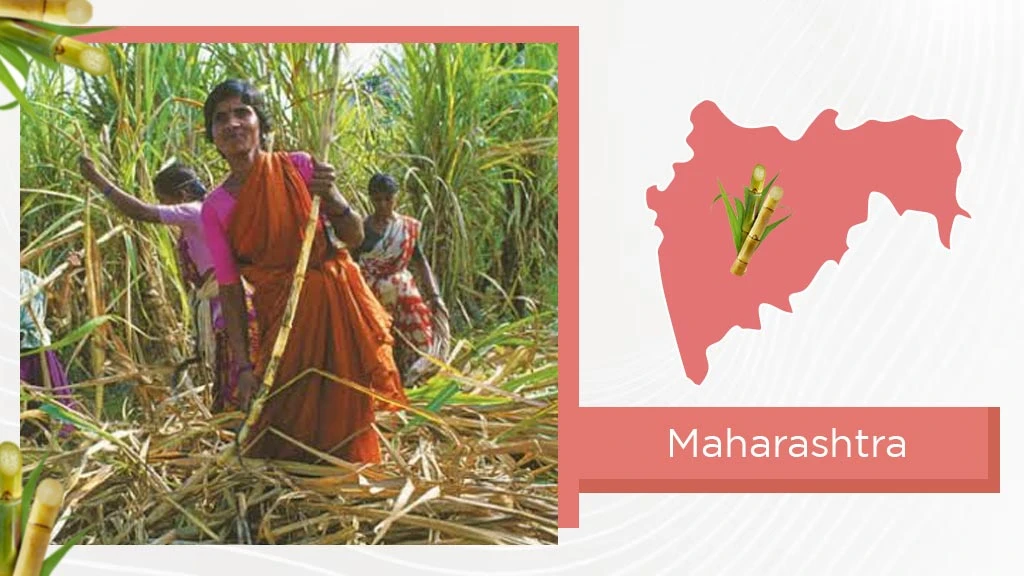 Top Sugarcane States - Maharashtra