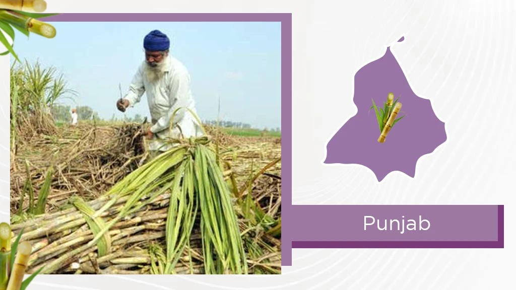 Top Sugarcane States - Madhya Pradesh