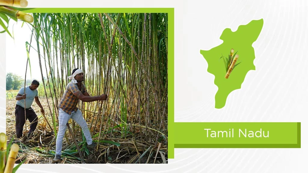 Top Sugarcane States - Tamil Nadu