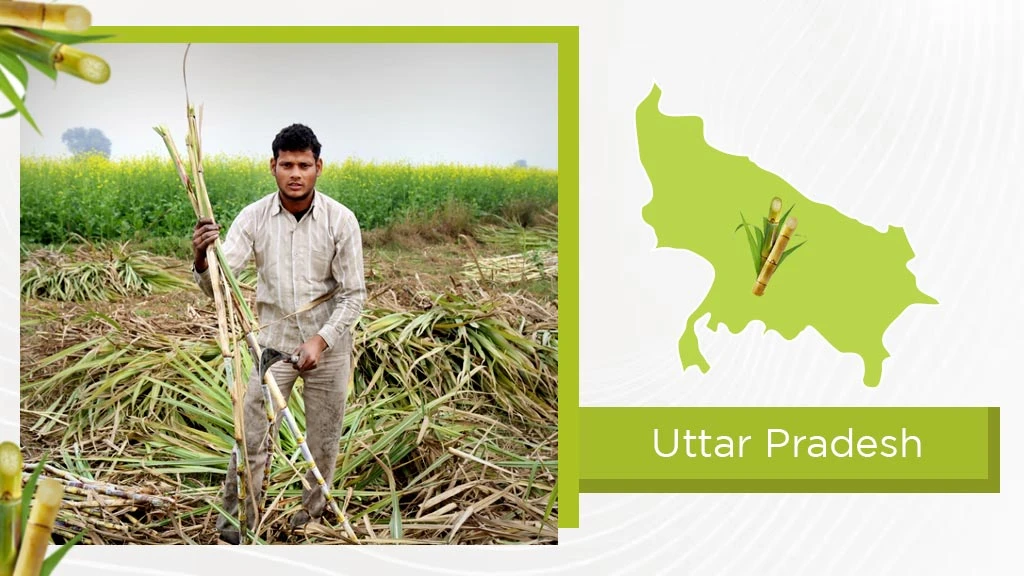 Top Sugarcane States - Uttar Pradesh