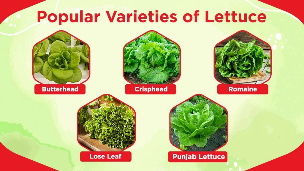 popular varieties of lettuce