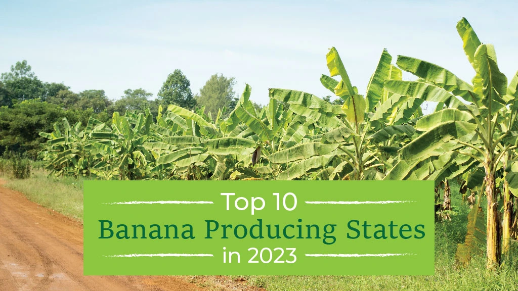 List of Top Banana Producing States in India