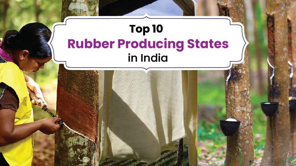List of Top 10 Rubber Producing States in India in 2023