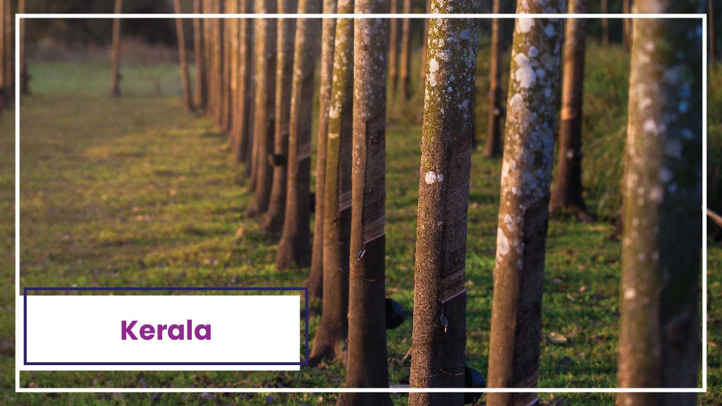 Top 10 Rubber Producing States In India Tractorkarvan