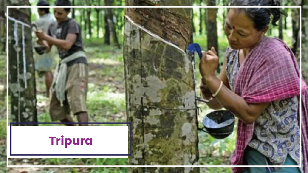 Top Rubber Producing State: Tripura