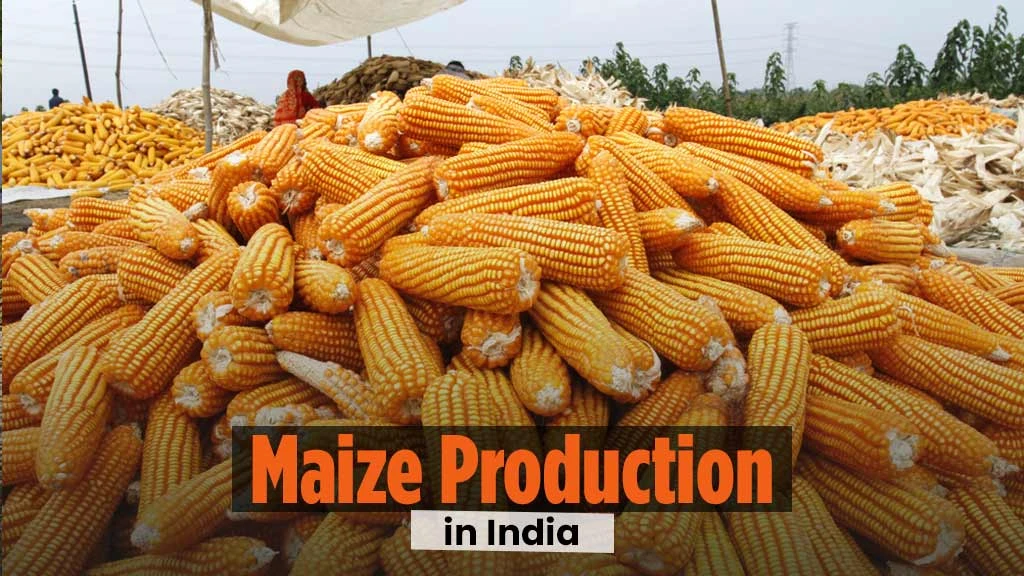 Maize Production in India