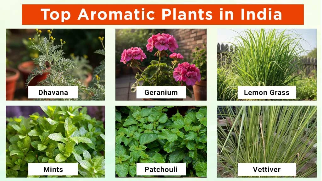 Aromatic Plants in India