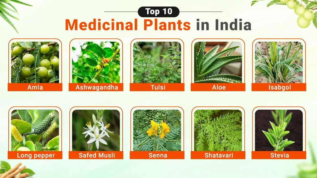Top 10 Medicinal Plants
