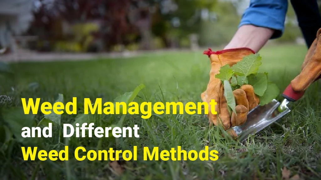Weed Management and Weed Control Methods in India