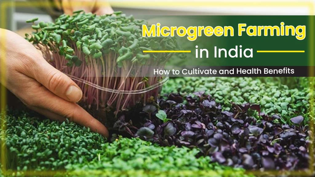 Microgreens Farming in India: How to Cultivate and Health Benefits