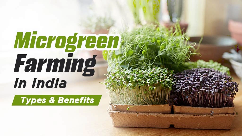 Microgreen Farming in India: Types & Benefits