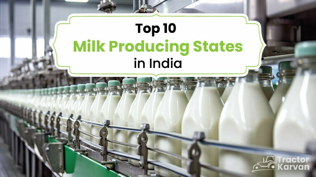Milk Production Top Milk Producing States in India 2023