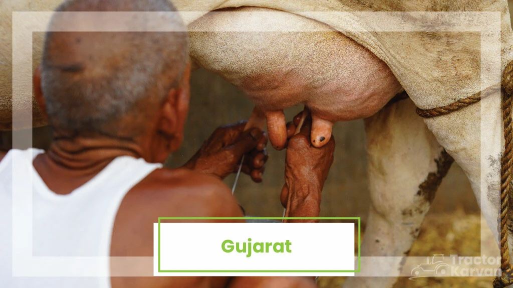 Top Milk Producing States - Gujarat