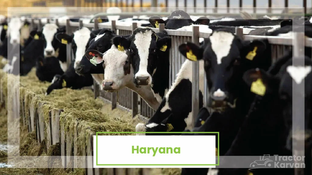 Top Milk Producing States - Haryana