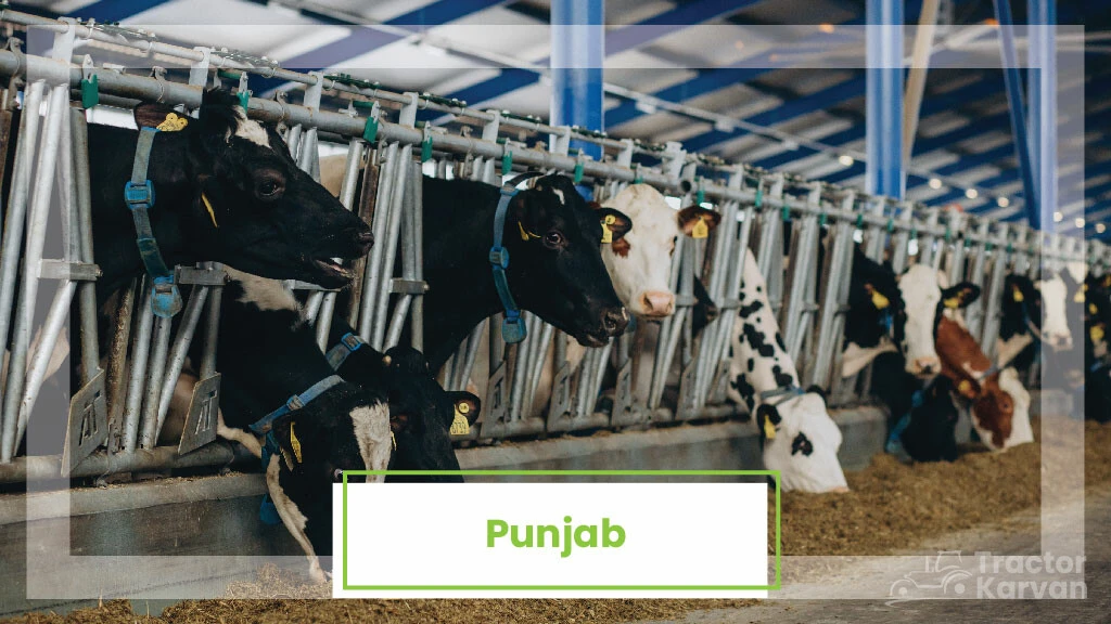 Top Milk Producing States - Punjab