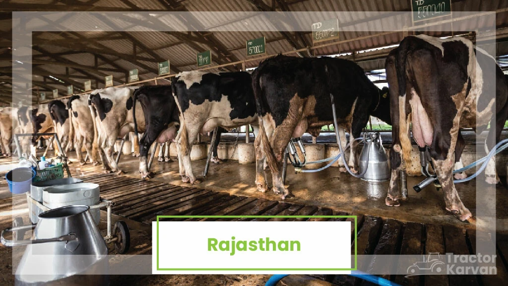 Top Milk Producing States - Rajasthan