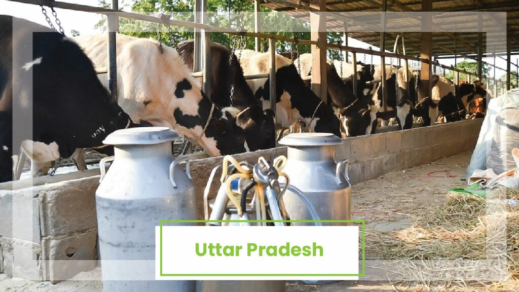 Top Milk Producing States - Uttar Pradesh