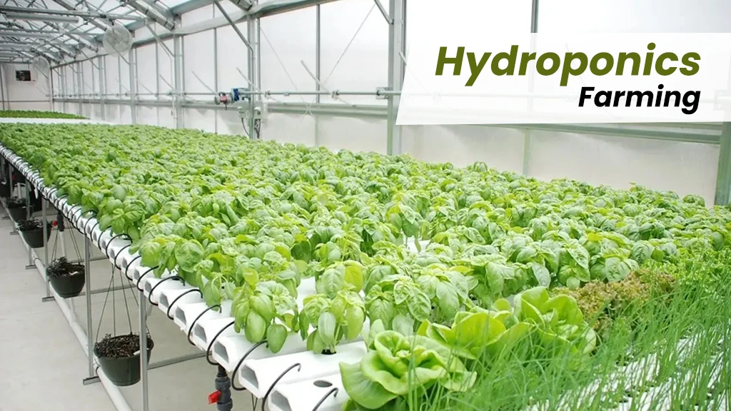 Modern Farming Methods - Hydroponics