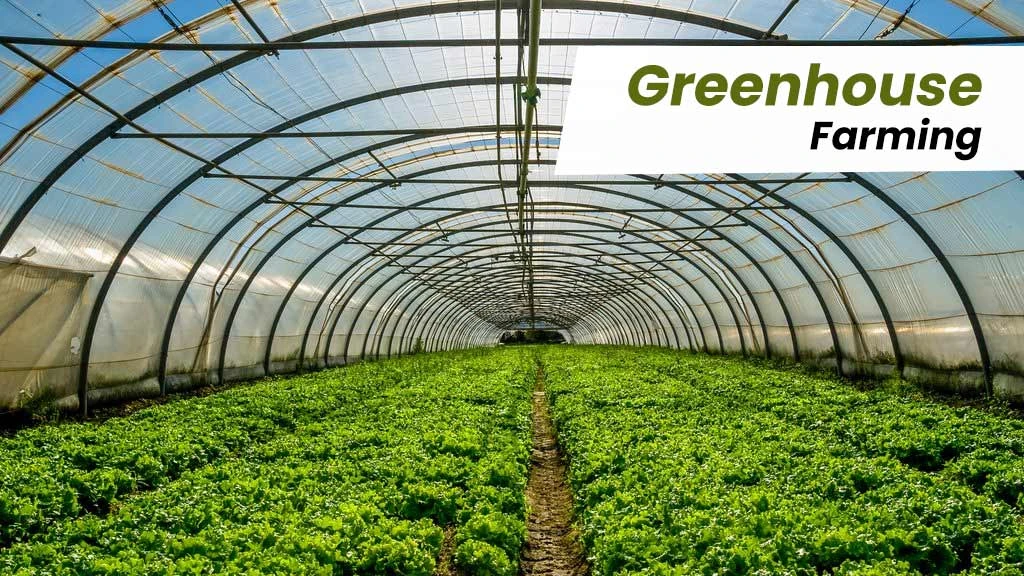 Greenhouse Farming
