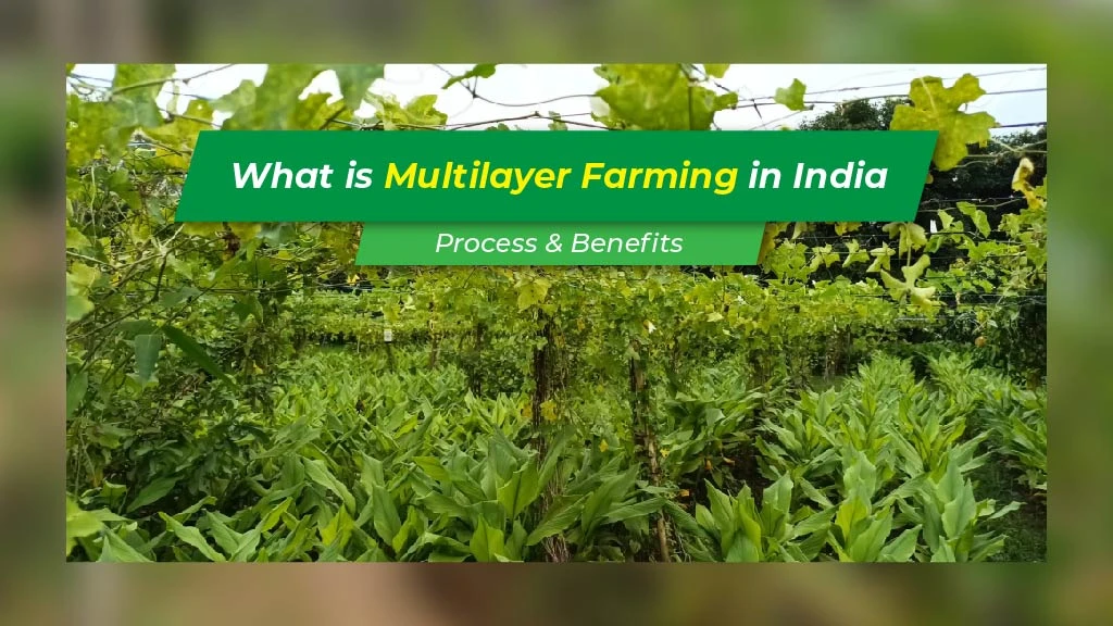 Multilayer Farming in India: Process & Benefits
