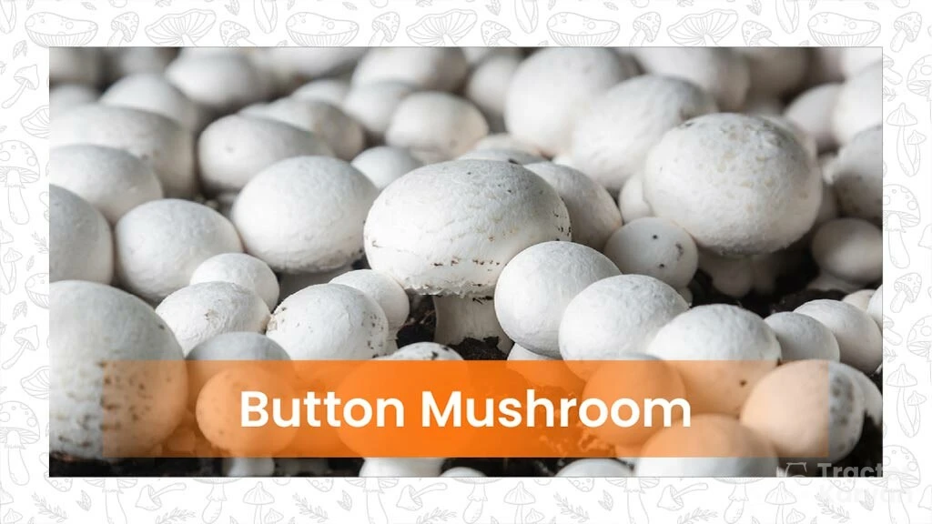 Types of Mushroom- Button mushroom